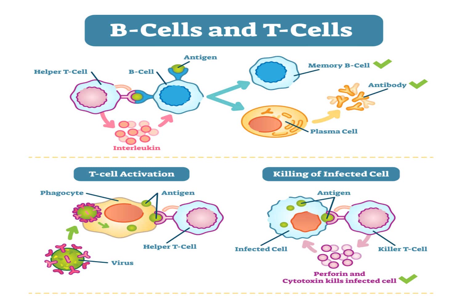 How Do Immune Memory Cells Prevent Illness