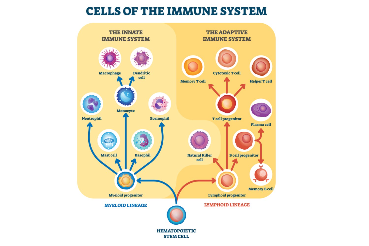How Does the Immune System Work