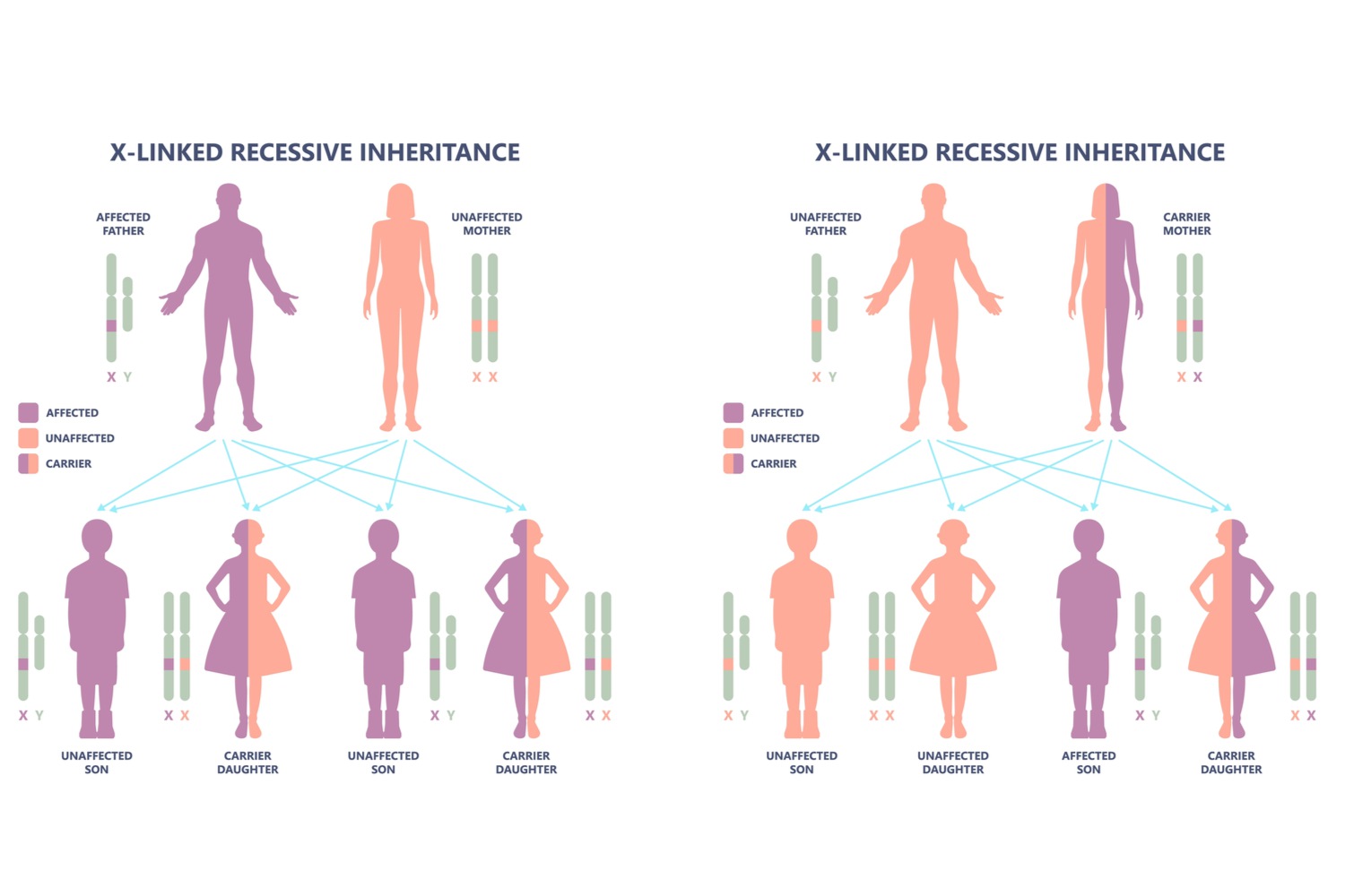 X Linked Recessive Inheritance